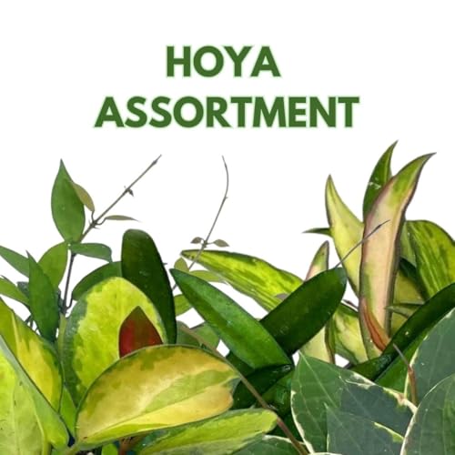 Harmony Foliage Harmony's Hoya Assortment 2 inch Set of 5