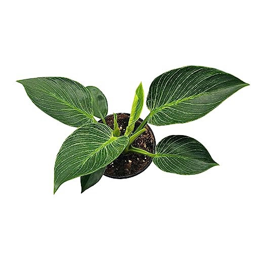 BubbleBlooms Philodendron Birkin White Wave in a 6 inch Pot