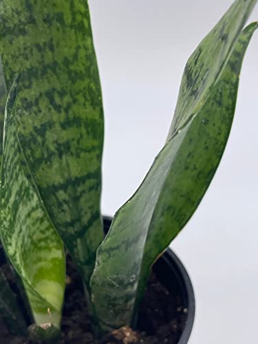 BubbleBlooms Green Snake Plant in a 4 inch Pot All-Green Dracaena trifasciata, Cow's Tongue, Lengua de Vaca