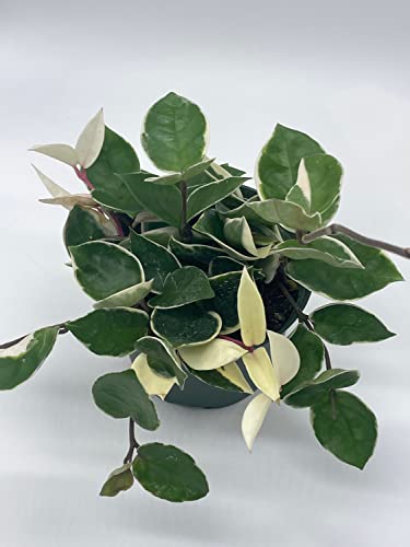 BubbleBlooms Hoya Carnosa Krimson Queen, Variegated Tricolor in a 6 inch Pot