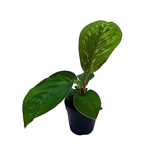 BubbleBlooms Homalomena Camouflage in a 2 inch Pot