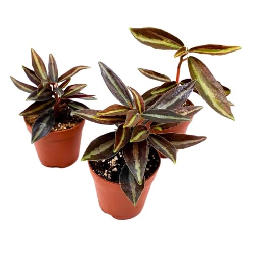 BubbleBlooms Peperomia Metallica, 2 inch Set of 3, Repii Tiny Mini Pixie Plants