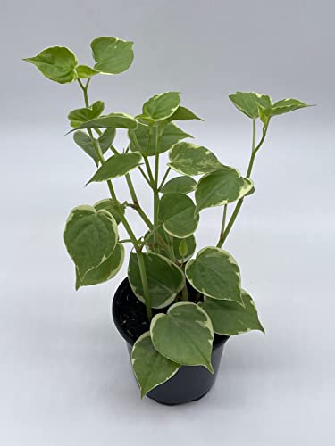 BubbleBlooms Cupid Peperomia, Variegated Peperomia Serpens in a 4 inch Pot Heart-Shaped Leaves