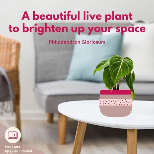 BubbleBlooms Philodendron Gloriosum in a 4 inch Pot, Velvet Philodendron, Creeper Plant