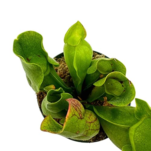 BubbleBlooms Jumbo Sweet Pitcher Plant, in a 3 Inch Pot, Carnivorous Plant, Sarracenia pitcherplant