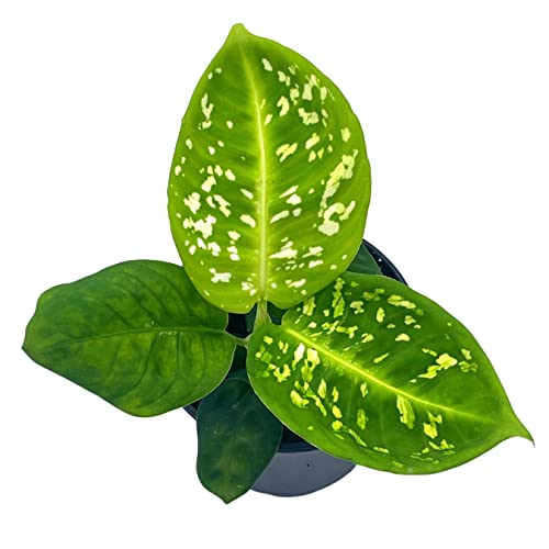 BubbleBlooms Dieffenbachia Reflector in a 4 inch Pot Dumb Cane House Plant Variegated
