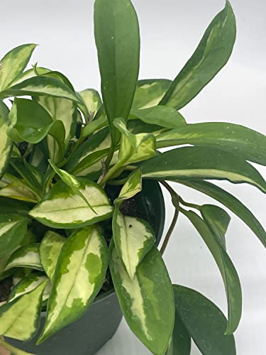 BubbleBlooms Hoya Exotica Krimson Princess, Variegated Tricolor Carnosa, 6 inch Pot