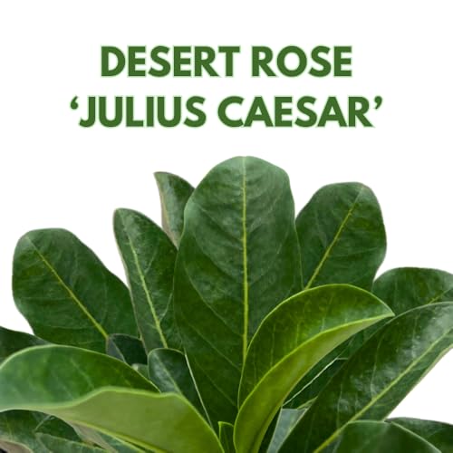 BubbleBlooms Desert Rose Julius Caesar in a 4 inch Pot Extremely Rare Flower