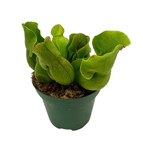 BubbleBlooms Jumbo Sweet Pitcher Plant, in a 3 Inch Pot, Carnivorous Plant, Sarracenia pitcherplant