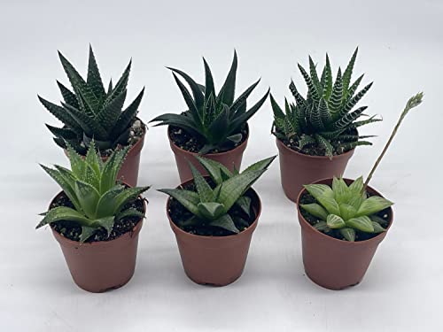BubbleBlooms Haworthia Variety Assortment, 6 Different Haworthia Plants in 2 inch pots