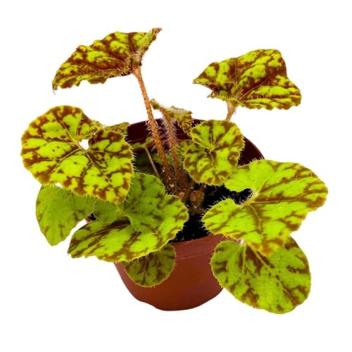 Harmony's Cowardly Lion 4 inch Rhizomatous Begonia Rhizo Yellow Red