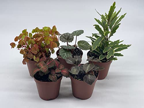 BubbleBlooms Premium Foliage Assortment, 6 Different Indoor Plants in 2 inch pots, Colorful Fern Set, Growers Choice, Tiny Mini Pixie
