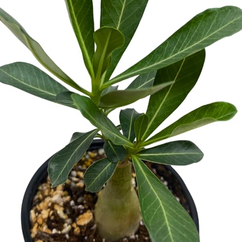 BubbleBlooms Desert Rose Sissi in a 4 inch Pot Extremely Rare Flower
