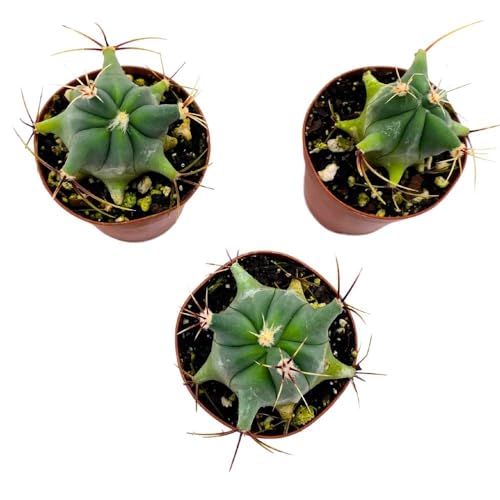 BubbleBlooms Ferocactus Emory's Barrel Cactus, 2 inch Set of 3, Coville's echidne Tiny Mini Pixie Plants