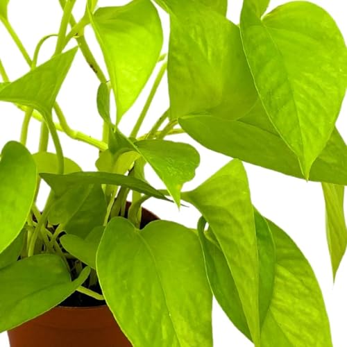 BubbleBlooms Neon Pothos 4 inch Epipremnum aureum