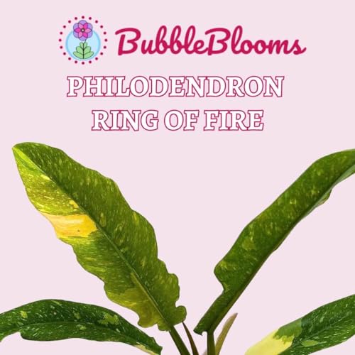 BubbleBlooms Ring of Fire Philodendron, in a 4 Inch Pot, Hendersons Pride, Variegated philodendron Jungle Boogie, tortum and wendlandii Hybrid