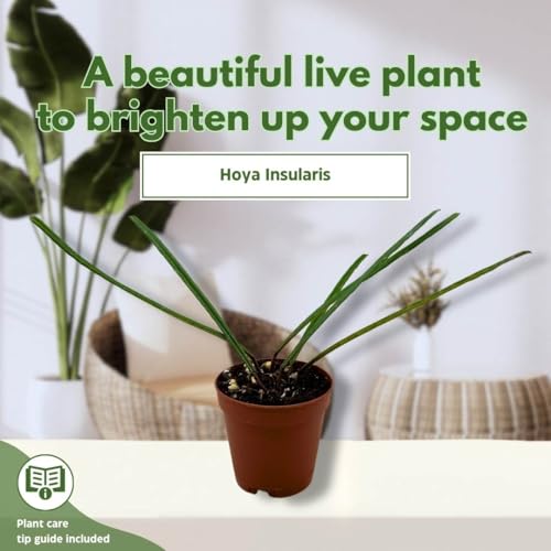 BubbleBlooms Hoya Insularis in a 2 inch Pot