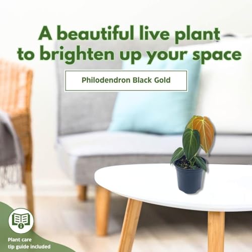 BubbleBlooms Black Gold Philo, 4 inch Philodendron melanochrysum, Very Rare houseplant