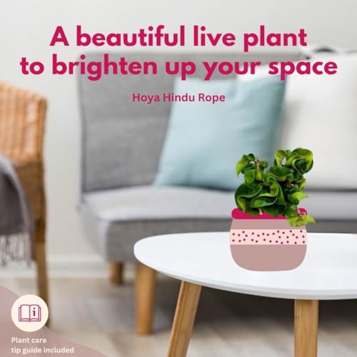 BubbleBlooms Hoya Hindu Rope, 4 inch Carnosa Compacta Krinkle Kurl Curly Wax Plant