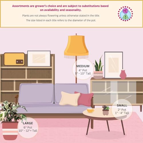 BubbleBlooms Echeveria Succulent Assortment, 3 inch Potted Live Variety Set