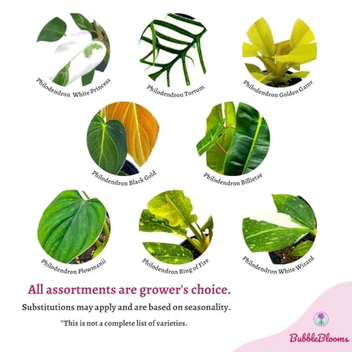 BubbleBlooms Rare Philodendron Assortment, 2 inch Set of 3, Very Rare Philo Set Growers Choice, tortum, Snowdrift, billietiae, White Princess