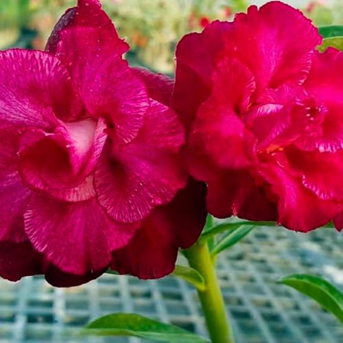 BubbleBlooms Desert Rose Pan Yue in a 4 inch Pot Extremely Rare Flower