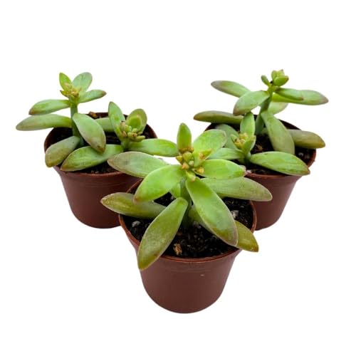 BubbleBlooms Coppertone Stonecrop, 2 inch Set of 3, Sedum Adolphi Garden Succulents Tiny Mini Pixie