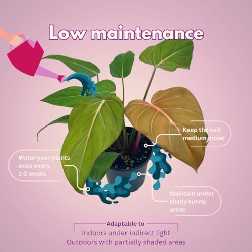 BubbleBlooms Philodendron Summer Glory 6 inch McColley's Finale X Gloriosum Hybrid, Rare Philo