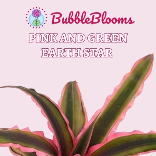 BubbleBlooms Cryptanthus Bivittatus, 2 inch Set of 3, Pink and Green Earth Star Tiny Mini Pixie Plants