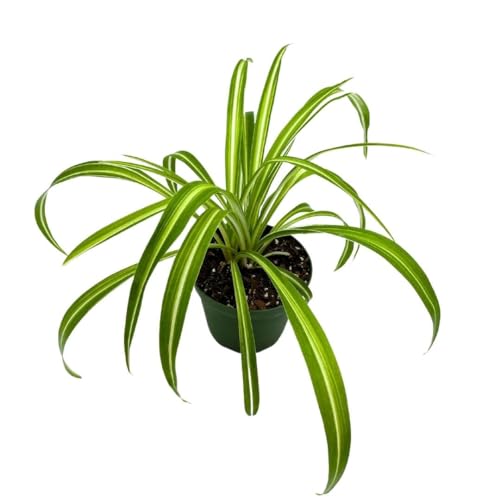 BubbleBlooms Spider Plant in a 4 inch Pot Chlorophytum comosum