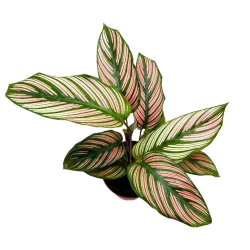 BubbleBlooms Calathea White Star in a 4 inch Pot Goeppertia Majestica Prayer Plant