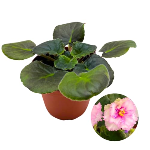 Harmony Foliage African Violet Harmony's Ice Maiden 4 inch Pink