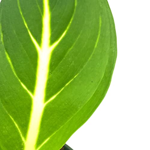 BubbleBlooms Dieffenbachia Green Magic in a 4 inch Pot