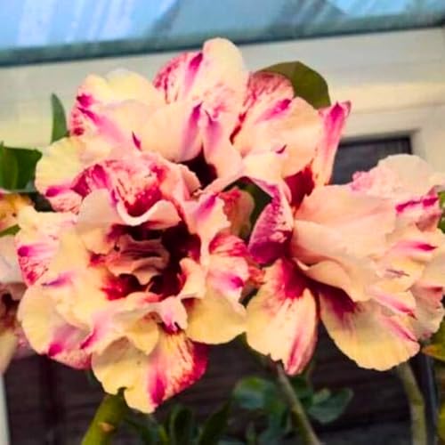 BubbleBlooms Desert Rose Olive in a 4 inch Pot Extremely Rare Flower