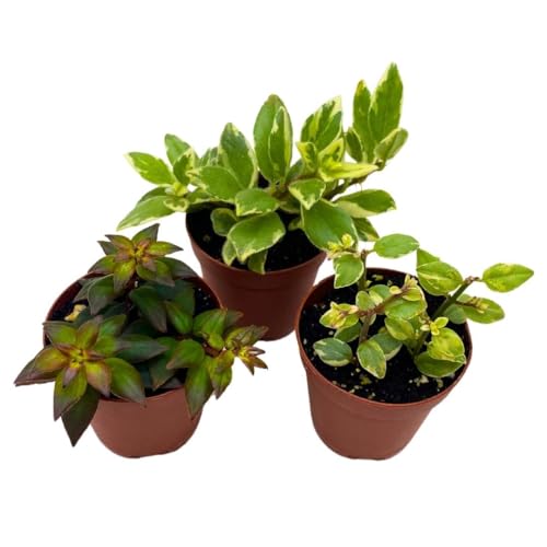 Harmony Foliage Columnea Goldfish Plant Assortment Set of 3 in a 2 inch Pot