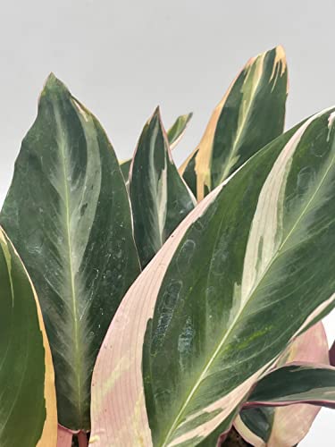 BubbleBlooms Triostar Stromanthe, 6 inch Sanguinea, Tricolor Variegated