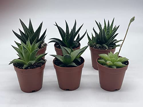 BubbleBlooms Haworthia Variety Assortment, 6 Different Haworthia Plants in 2 inch pots