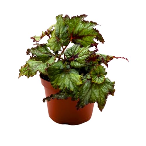 Harmony Foliage Harmony's Dragon Tail Begonia Rex 6 inch White Curly