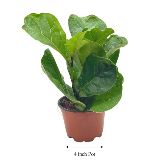 fiddle leaf fig florida BubbleBlooms Ficus lyrata Bambino in a 4 inch Pot Dwarf Fiddle Leaf Fig Tree