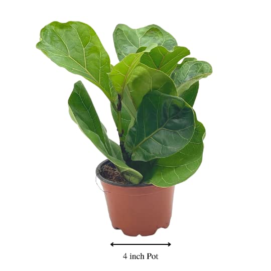 Ficus lyrata Bambino, 4 inch, Dwarf Fiddle Leaf Fig Tree