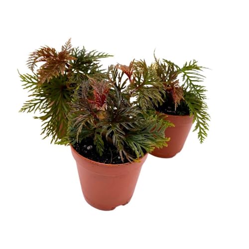 BubbleBlooms Begonia bipinnatifida 2 inch Set of 3 Fern Leaf Begonia Tiny Mini Pixie Plants