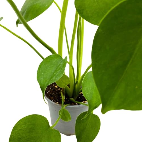 BubbleBlooms Monstera Deliciosa, 4 inch Split-Leaf Philo, Original Swiss Cheese Philodendron, Minimal Holes