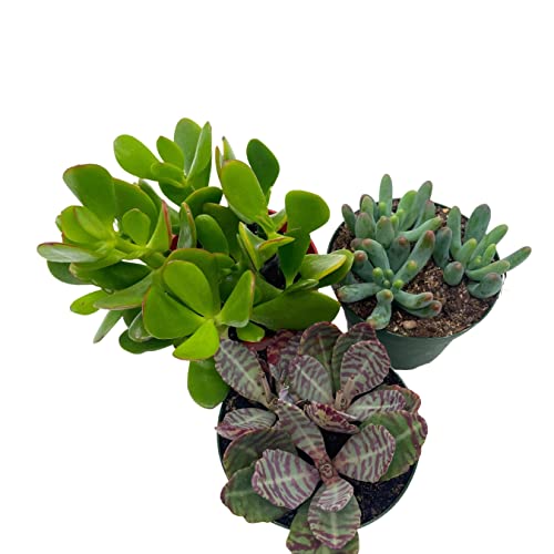 BubbleBlooms Succulent Assortment Set, 4 inch pots, Set of 3, Variety, Jade Plant, Jelly Beans, Humilis, Taco Plants, and More