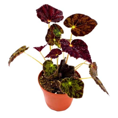Harmony Foliage Begonia Night Eyes, 4 inch Rhizomatous Rhizo Dark Purple