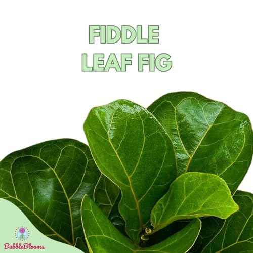 BubbleBlooms Fiddle-Leaf Fig, Ficus lyrata, Banjo Fig in 6 inch Pot