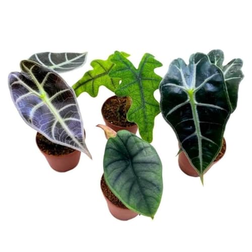 BubbleBlooms Rare Alocasia Assortment, 2 inch Set of 4, Jewel, Jacklyn, Cuprea Pixie Plants