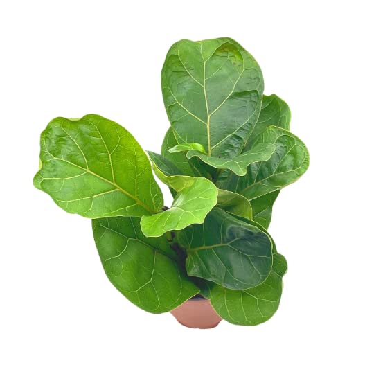 Ficus lyrata Bambino, 4 inch, Dwarf Fiddle Leaf Fig Tree