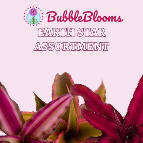 BubbleBlooms Cryptanthus bivittatus Assortment, Earth Star Bromeliad Set, 3 Different Succulents