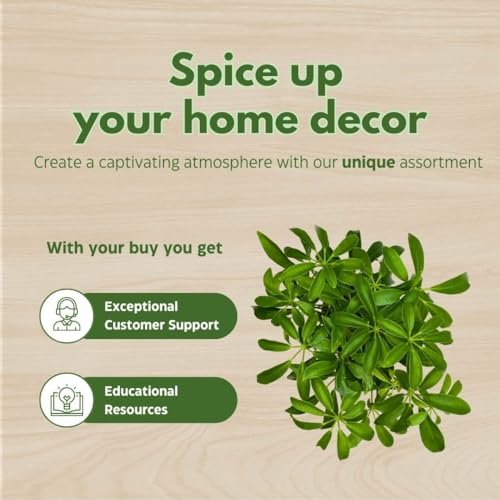 BubbleBlooms Schefflera Arboricola in a 4 inch Pot Dwarf Umbrella-Tree, Octopus Plant