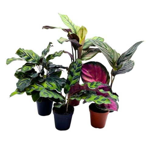 BubbleBlooms Calathea Assortment, 2 inch Set of 5, Peacock Prayer Plant Set Regal Indoor Foliage